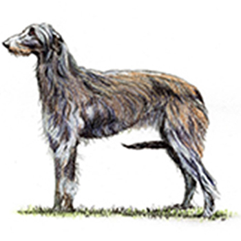 Deerhound - Click Image to Close